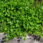 Aromatiques - Persil Commun 2 - face recto